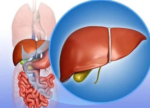 小七科普 | 身体出现这些“蛛丝马迹”，可能是肝脏在报警！