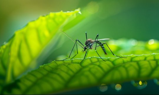 小七科普 | 高温雨季防“花蚊”！登革热、基孔肯雅热分清症状科学防护